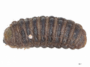  (cramMalaise01 Malaise4602 - CBG-A07052-G11)  @11 [ ] CreativeCommons - Attribution Share - Alike (2023) CBG Photography Group Centre for Biodiversity Genomics