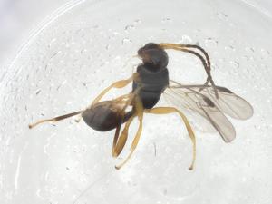  (Leiophron Malaise4051 - CBG-A07605-G01)  @11 [ ] CreativeCommons - Attribution (2023) Centre for Biodiversity Genomics Centre for Biodiversity Genomics