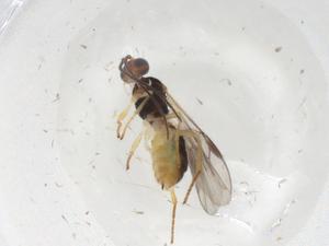  (Stiropius Malaise6272 - CBG-A07607-E06)  @11 [ ] CreativeCommons - Attribution (2023) Centre for Biodiversity Genomics Centre for Biodiversity Genomics