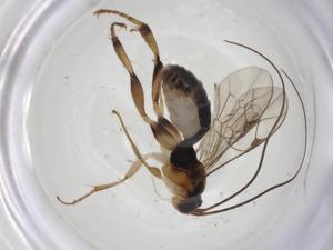  ( - CBG-A08251-A08)  @11 [ ] CreativeCommons - Attribution Share - Alike (2023) Centre for Biodiversity Genomics Centre for Biodiversity Genomics