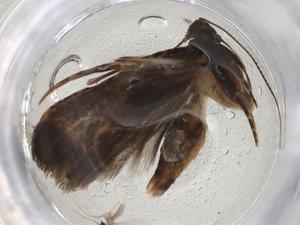  ( - CBG-A08265-A05)  @11 [ ] CreativeCommons - Attribution (2023) Centre for Biodiversity Genomics Centre for Biodiversity Genomics