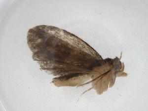  ( - CBG-A08269-F12)  @11 [ ] CreativeCommons - Attribution (2023) Centre for Biodiversity Genomics Centre for Biodiversity Genomics