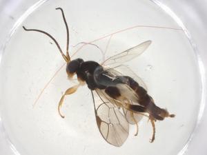  ( - CBG-A08274-E04)  @11 [ ] CreativeCommons - Attribution (2023) Centre for Biodiversity Genomics Centre for Biodiversity Genomics