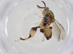  (chalMalaise01 Malaise4171 - CBG-A08282-D02)  @11 [ ] CreativeCommons - Attribution (2023) Centre for Biodiversity Genomics Centre for Biodiversity Genomics