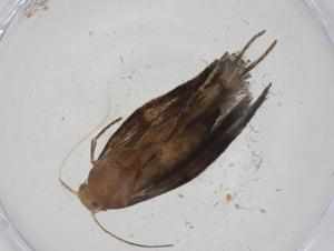  ( - CBG-A09162-C10)  @11 [ ] CreativeCommons - Attribution (2023) Centre for Biodiversity Genomics Centre for Biodiversity Genomics