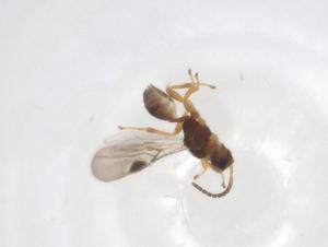  ( - CBG-A09189-F03)  @11 [ ] CreativeCommons - Attribution Share - Alike (2023) Centre for Biodiversity Genomics Centre for Biodiversity Genomics