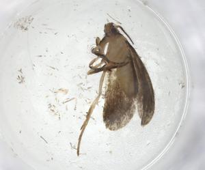  ( - CBG-A09901-A12)  @11 [ ] CreativeCommons - Attribution Share - Alike (2023) Centre for Biodiversity Genomics Centre for Biodiversity Genomics