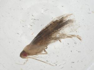  ( - CBG-A09901-B09)  @11 [ ] CreativeCommons - Attribution Share - Alike (2023) Centre for Biodiversity Genomics Centre for Biodiversity Genomics