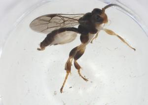  ( - CBG-A09907-C04)  @11 [ ] CreativeCommons - Attribution Share - Alike (2023) Centre for Biodiversity Genomics Centre for Biodiversity Genomics