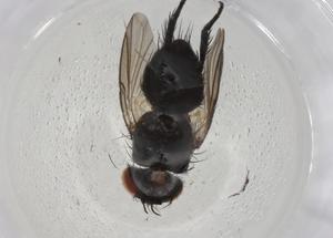  ( - CBG-A09948-G02)  @11 [ ] CreativeCommons - Attribution Share - Alike (2023) Centre for Biodiversity Genomics Centre for Biodiversity Genomics