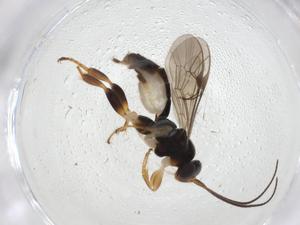  ( - CBG-A10851-F01)  @11 [ ] CreativeCommons - Attribution Share - Alike (2023) Centre for Biodiversity Genomics Centre for Biodiversity Genomics