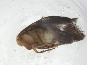  ( - CBG-A09974-A02)  @11 [ ] CreativeCommons - Attribution Share - Alike (2023) Centre for Biodiversity Genomics Centre for Biodiversity Genomics