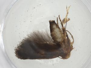  ( - CBG-A09975-A10)  @11 [ ] CreativeCommons - Attribution Share - Alike (2023) Centre for Biodiversity Genomics Centre for Biodiversity Genomics