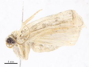  ( - CBG-A10797-G10)  @11 [ ] CreativeCommons - Attribution Share - Alike (2023) CBG Photography Group Centre for Biodiversity Genomics