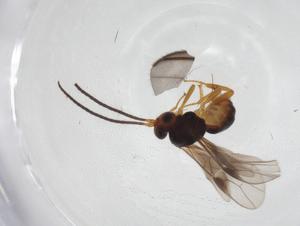  (opiMalaise01 Malaise9032 - CBG-A10893-G12)  @11 [ ] CreativeCommons - Attribution Share - Alike (2023) Centre for Biodiversity Genomics Centre for Biodiversity Genomics