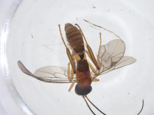  ( - CBG-A10894-B07)  @11 [ ] CreativeCommons - Attribution Share - Alike (2023) Centre for Biodiversity Genomics Centre for Biodiversity Genomics