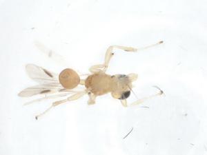  (Leiophron Malaise4000 - CBG-A10903-H03)  @11 [ ] CreativeCommons - Attribution Share - Alike (2023) Centre for Biodiversity Genomics Centre for Biodiversity Genomics