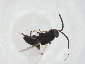  ( - CBG-A11513-F02)  @11 [ ] CreativeCommons - Attribution Share - Alike (2023) Centre for Biodiversity Genomics Centre for Biodiversity Genomics