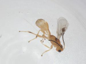  (Leiophron Malaise4189 - CBG-A11514-A09)  @11 [ ] CreativeCommons - Attribution Share - Alike (2023) Centre for Biodiversity Genomics Centre for Biodiversity Genomics