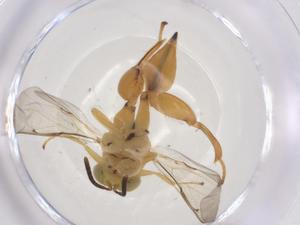  (chalMalaise01 Malaise1489 - CBG-A51466-D11)  @11 [ ] CreativeCommons - Attribution Share - Alike (2024) Centre for Biodiversity Genomics Centre for Biodiversity Genomics