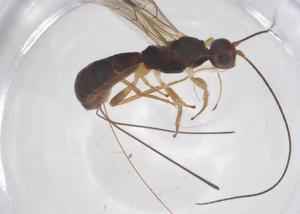  ( - CBG-A51489-F11)  @11 [ ] CreativeCommons - Attribution Share - Alike (2024) Centre for Biodiversity Genomics Centre for Biodiversity Genomics