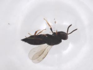  ( - CBG-A51494-E05)  @11 [ ] CreativeCommons - Attribution Share - Alike (2024) Centre for Biodiversity Genomics Centre for Biodiversity Genomics