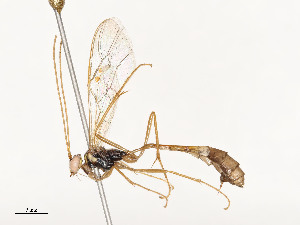  ( - CBG-A51959-A07)  @11 [ ] CreativeCommons - Attribution Share - Alike (2024) CBG Photography Group Centre for Biodiversity Genomics