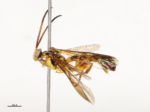  ( - CBG-A51959-B02)  @11 [ ] CreativeCommons - Attribution Share - Alike (2024) CBG Photography Group Centre for Biodiversity Genomics