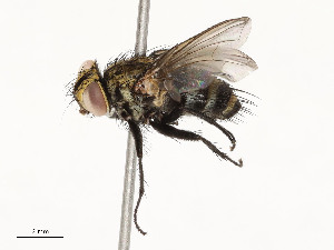  ( - CBG-A51959-C11)  @11 [ ] CreativeCommons - Attribution Share - Alike (2024) CBG Photography Group Centre for Biodiversity Genomics