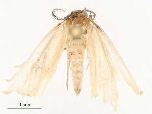  ( - CBG-A53608-B09)  @11 [ ] CreativeCommons - Attribution Share - Alike (2024) CBG Photography Group Centre for Biodiversity Genomics