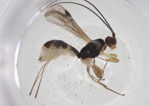  ( - CBG-A53687-E08)  @11 [ ] CreativeCommons - Attribution Share - Alike (2024) Centre for Biodiversity Genomics Centre for Biodiversity Genomics