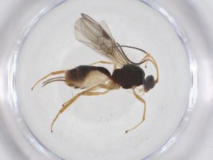  ( - CBG-A53701-F09)  @11 [ ] CreativeCommons - Attribution Share - Alike (2024) Centre for Biodiversity Genomics Centre for Biodiversity Genomics