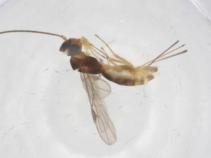  (Heterospilus Malaise1837 - CBG-A53713-B03)  @11 [ ] CreativeCommons - Attribution Share - Alike (2024) Centre for Biodiversity Genomics Centre for Biodiversity Genomics