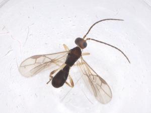  ( - CBG-A53726-G01)  @11 [ ] CreativeCommons - Attribution Share - Alike (2024) Centre for Biodiversity Genomics Centre for Biodiversity Genomics