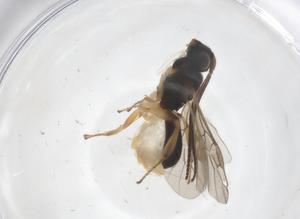  ( - CBG-A53731-H08)  @11 [ ] CreativeCommons - Attribution Share - Alike (2024) Centre for Biodiversity Genomics Centre for Biodiversity Genomics