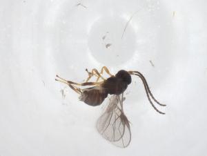  ( - CBG-A53740-B10)  @11 [ ] CreativeCommons - Attribution Share - Alike (2024) Centre for Biodiversity Genomics Centre for Biodiversity Genomics