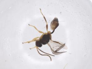  (Leiophron Malaise4206 - CBG-A53742-D03)  @11 [ ] CreativeCommons - Attribution Share - Alike (2024) Centre for Biodiversity Genomics Centre for Biodiversity Genomics