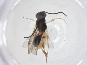  ( - CBG-A53744-B05)  @11 [ ] CreativeCommons - Attribution Share - Alike (2024) Centre for Biodiversity Genomics Centre for Biodiversity Genomics