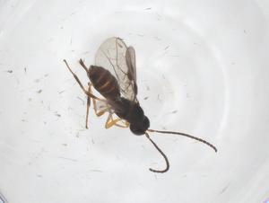  ( - CBG-A53757-H07)  @11 [ ] CreativeCommons - Attribution Share - Alike (2024) Centre for Biodiversity Genomics Centre for Biodiversity Genomics