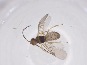  ( - CBG-A53849-B03)  @11 [ ] CreativeCommons - Attribution Share - Alike (2024) Centre for Biodiversity Genomics Centre for Biodiversity Genomics