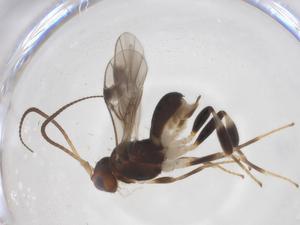  ( - CBG-A53857-G03)  @11 [ ] CreativeCommons - Attribution Share - Alike (2024) Centre for Biodiversity Genomics Centre for Biodiversity Genomics