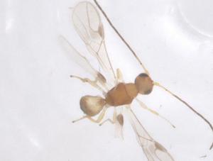  ( - CBG-A53859-F12)  @11 [ ] CreativeCommons - Attribution Share - Alike (2024) Centre for Biodiversity Genomics Centre for Biodiversity Genomics