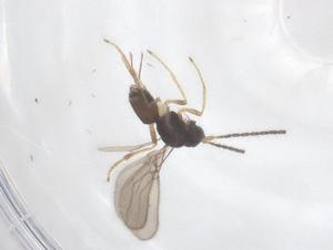  ( - CBG-A53869-H07)  @11 [ ] CreativeCommons - Attribution Share - Alike (2024) Centre for Biodiversity Genomics Centre for Biodiversity Genomics