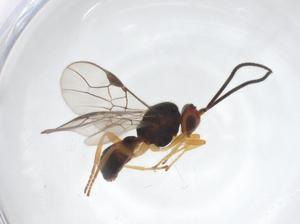  ( - CBG-A53909-C12)  @11 [ ] CreativeCommons - Attribution Share - Alike (2024) Centre for Biodiversity Genomics Centre for Biodiversity Genomics