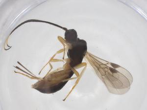  ( - CBG-A53912-E04)  @11 [ ] CreativeCommons - Attribution Share - Alike (2024) Centre for Biodiversity Genomics Centre for Biodiversity Genomics