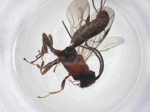  ( - CBG-A53913-A05)  @11 [ ] CreativeCommons - Attribution Share - Alike (2024) Centre for Biodiversity Genomics Centre for Biodiversity Genomics