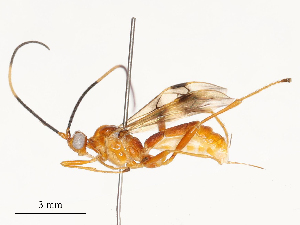  ( - CBG-A54353-B03)  @11 [ ] CreativeCommons - Attribution Share - Alike (2024) CBG Photography Group Centre for Biodiversity Genomics