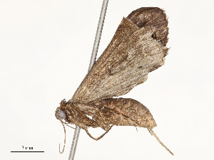  (Mastixis Malaise9866 - CBG-A54353-G06)  @11 [ ] CreativeCommons - Attribution Share - Alike (2024) CBG Photography Group Centre for Biodiversity Genomics