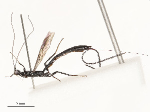  (Curtiselloides - CBG-A54369-F10)  @11 [ ] CreativeCommons - Attribution Share - Alike (2024) CBG Photography Group Centre for Biodiversity Genomics