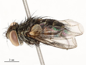  ( - CBG-A54370-E07)  @11 [ ] CreativeCommons - Attribution Share - Alike (2024) CBG Photography Group Centre for Biodiversity Genomics